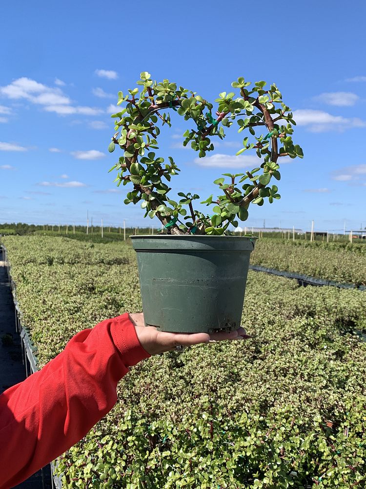 portulacaria-afra-elephant-bush