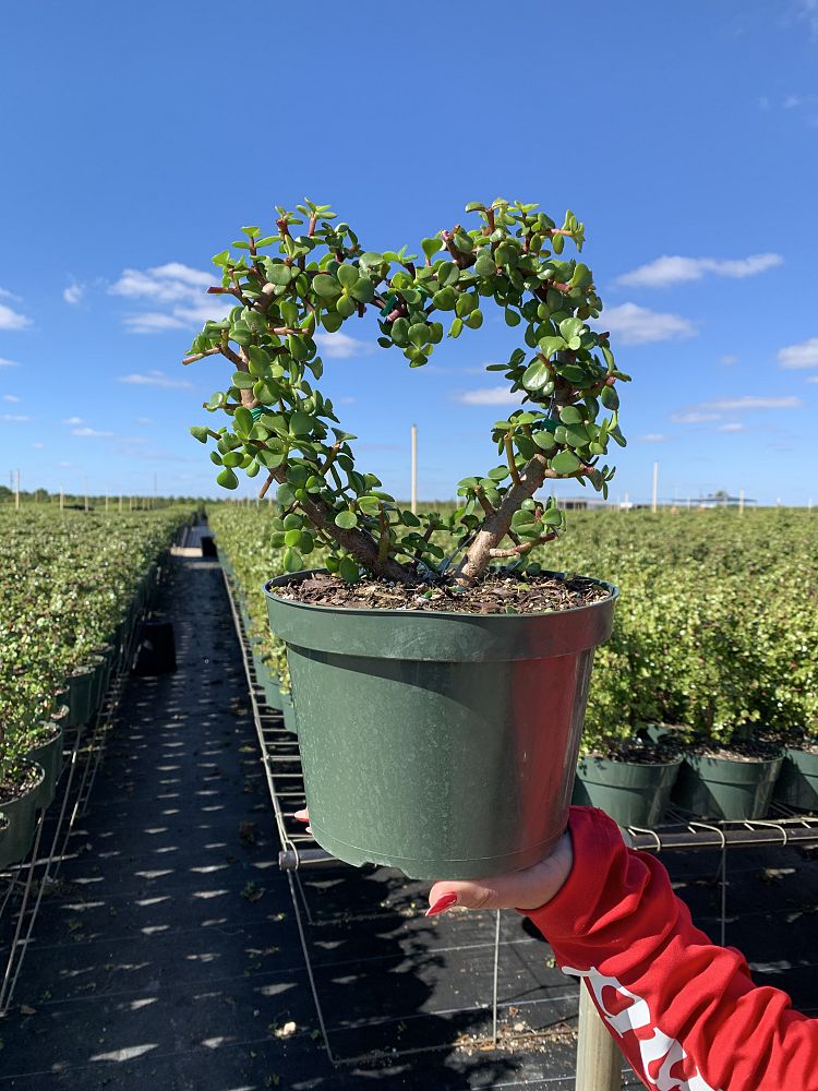 portulacaria-afra-elephant-bush