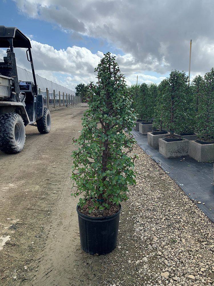 portulacaria-afra-elephant-bush