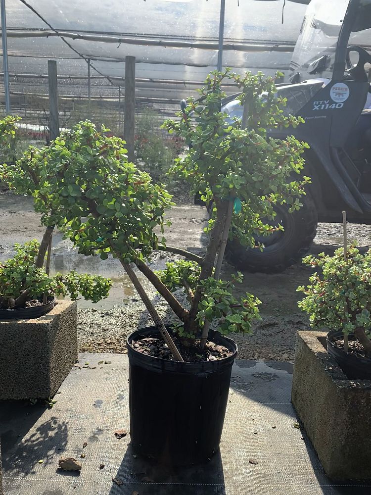 portulacaria-afra-elephant-bush