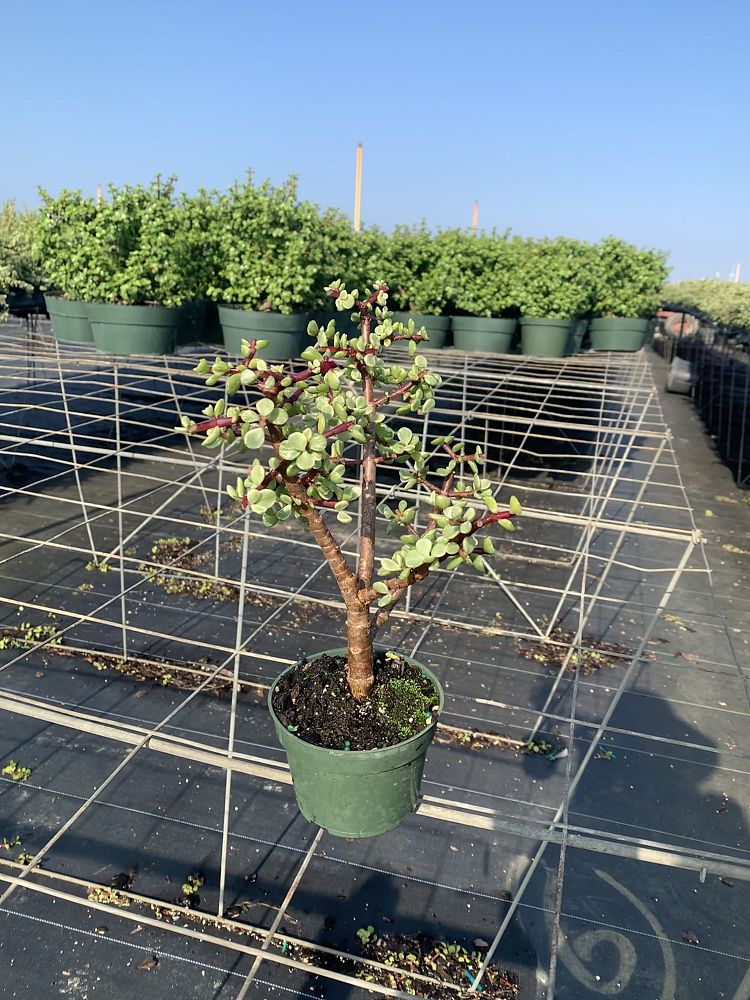 portulacaria-afra-elephant-bush