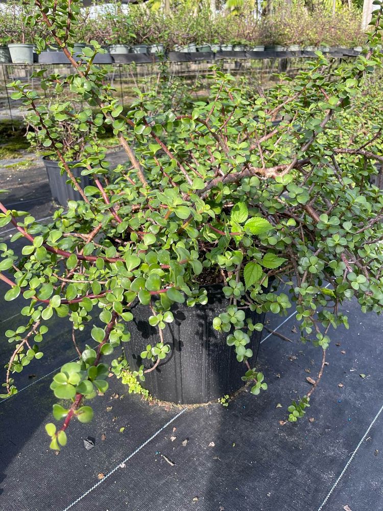 portulacaria-afra-elephant-bush