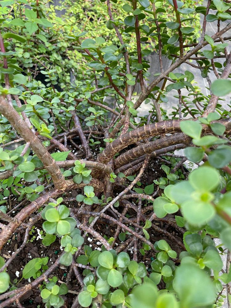 portulacaria-afra-elephant-bush