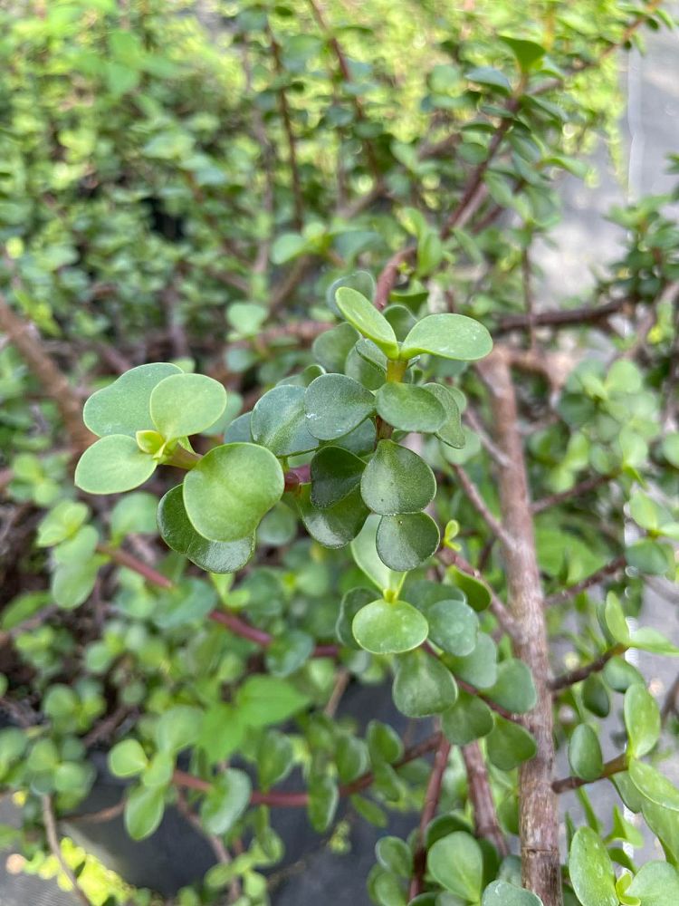 portulacaria-afra-elephant-bush