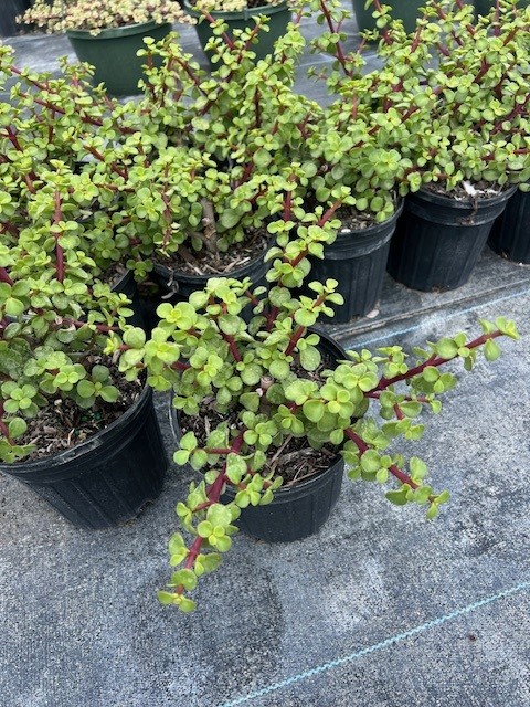 portulacaria-afra-elephant-bush