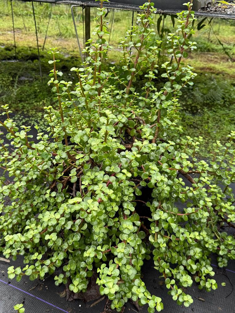 portulacaria-afra-elephant-bush