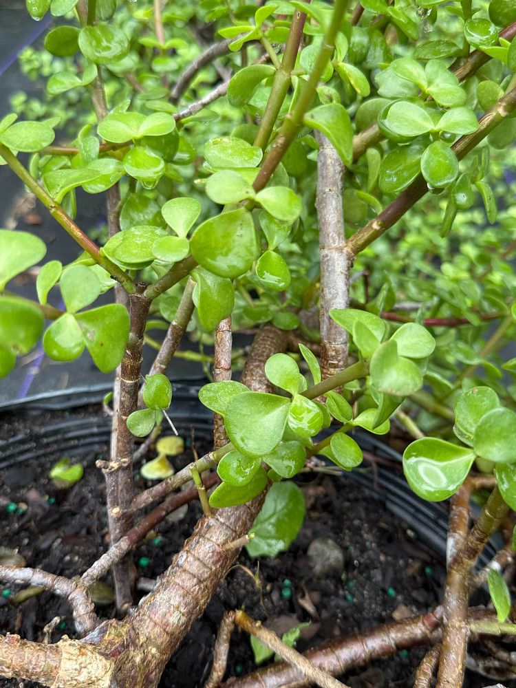 portulacaria-afra-elephant-bush