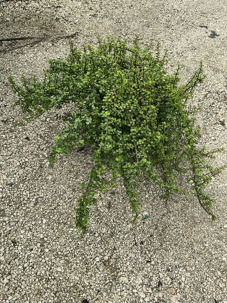 portulacaria-afra-elephant-bush