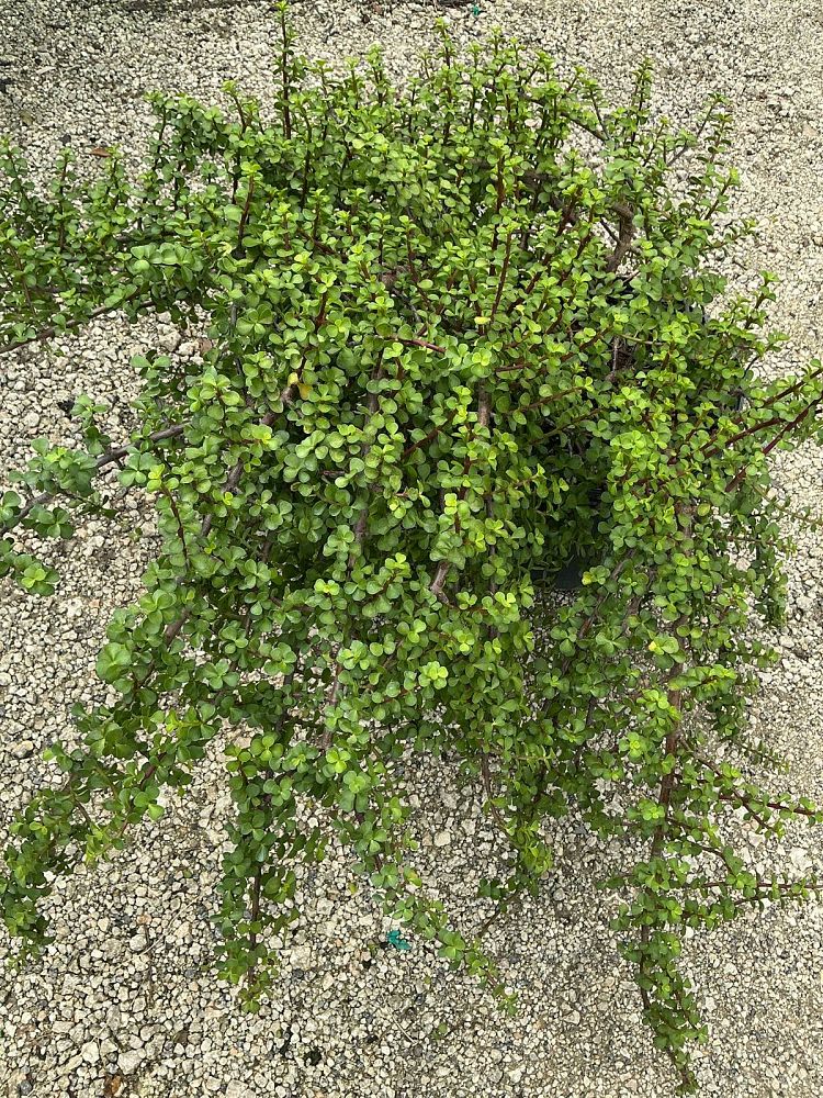 portulacaria-afra-elephant-bush