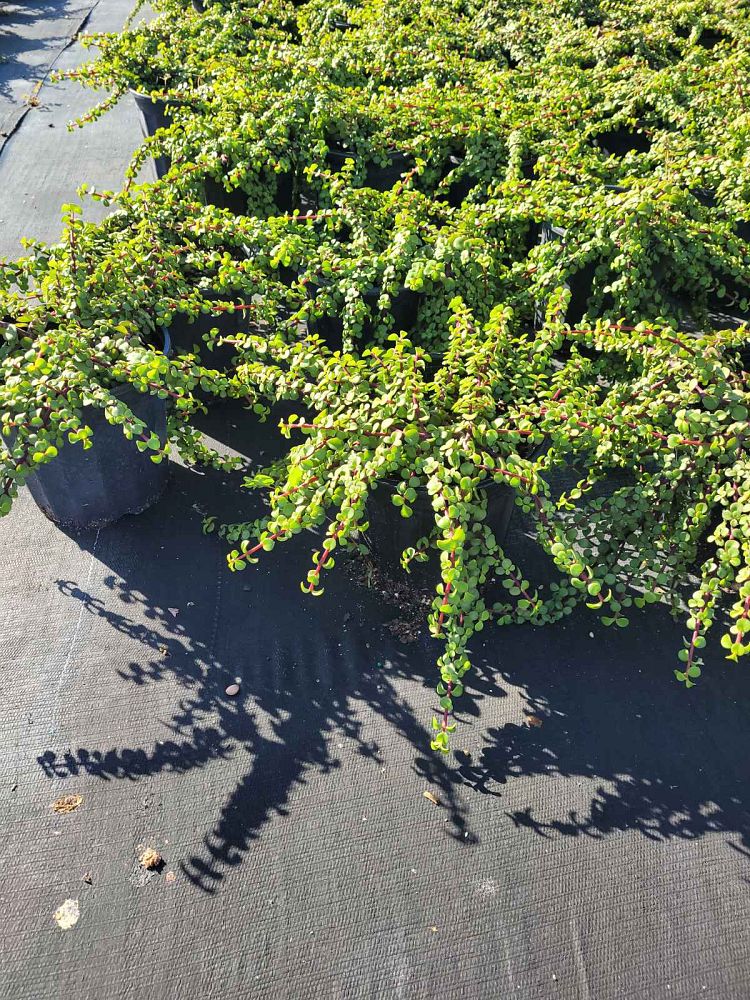 portulacaria-afra-minima-elephant-bush