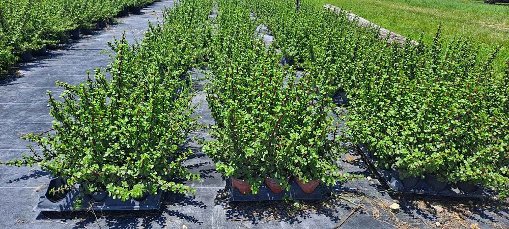 portulacaria-afra-minima-elephant-bush