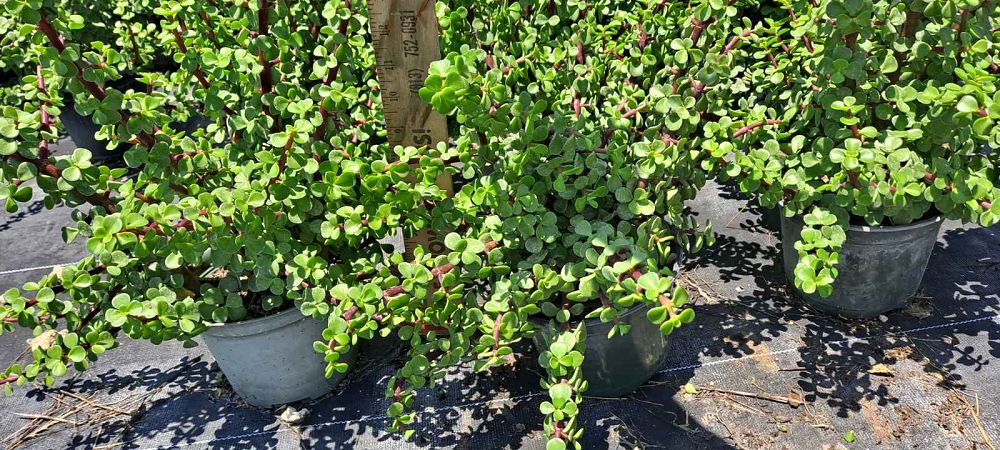portulacaria-afra-minima-elephant-bush