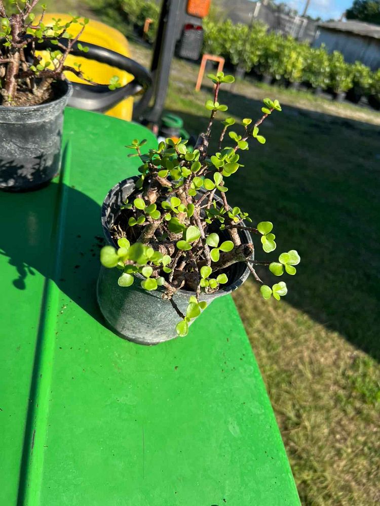 portulacaria-afra-minima-elephant-bush