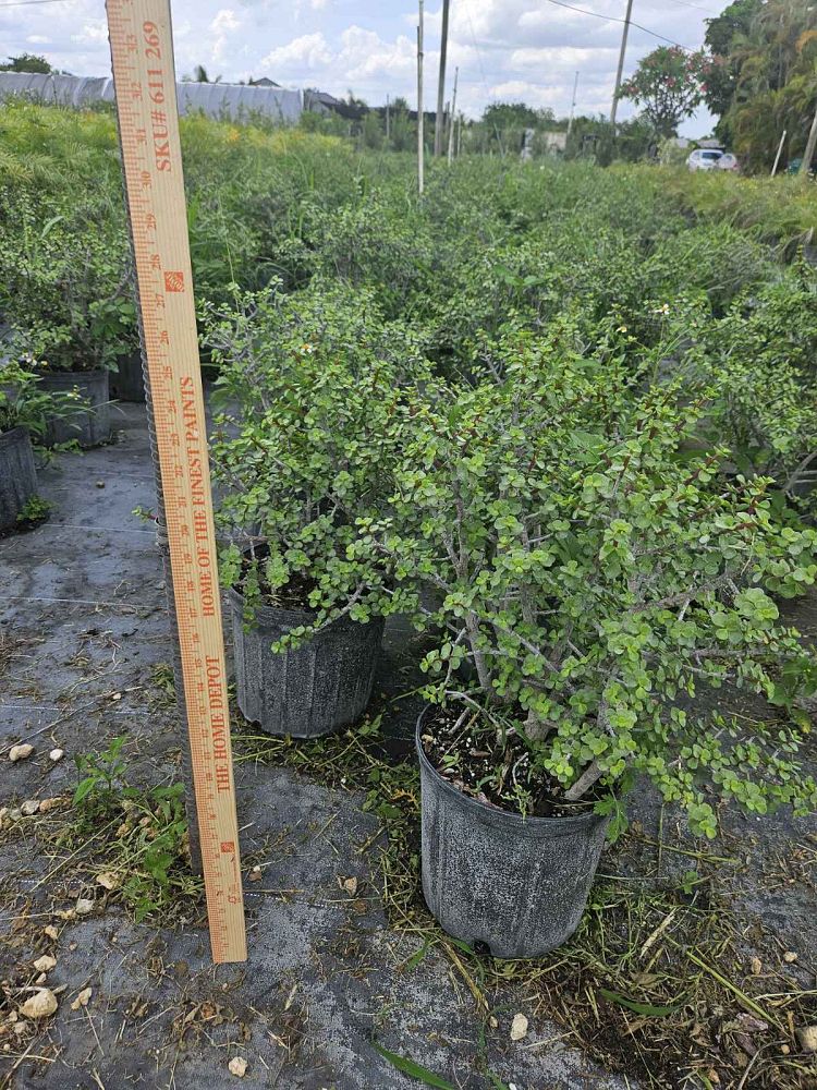 portulacaria-afra-minima-elephant-bush