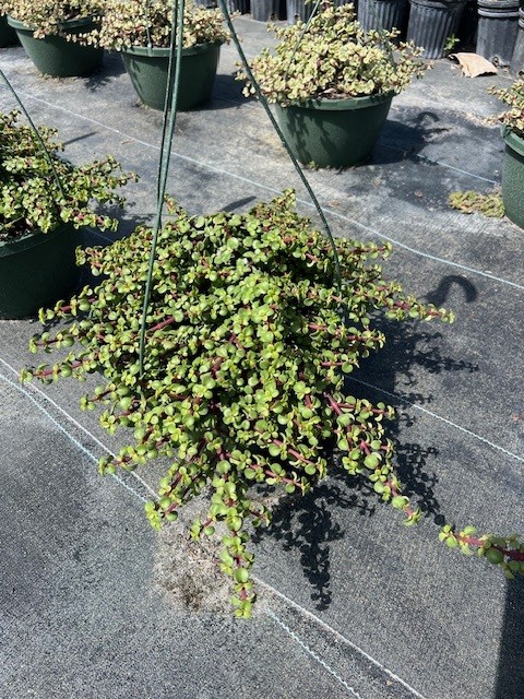 portulacaria-afra-prostrata-dwarf-elephant-s-food