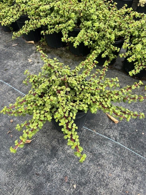 portulacaria-afra-prostrata-dwarf-elephant-s-food