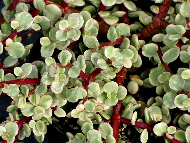 portulacaria-afra-variegata-elephant-food-elephant-plant-miniature-jade-plant-small-leaf-jade-spekboom-elephant-bush
