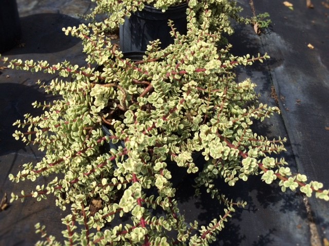 portulacaria-afra-variegata-elephant-food-elephant-plant-miniature-jade-plant-small-leaf-jade-spekboom-elephant-bush