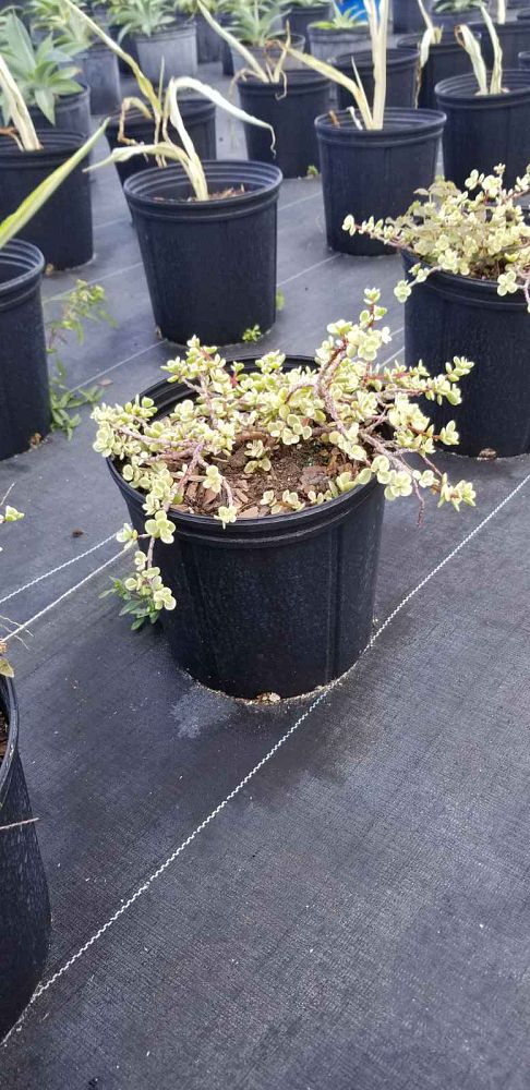 portulacaria-afra-variegata-elephant-food-elephant-plant-miniature-jade-plant-small-leaf-jade-spekboom-elephant-bush