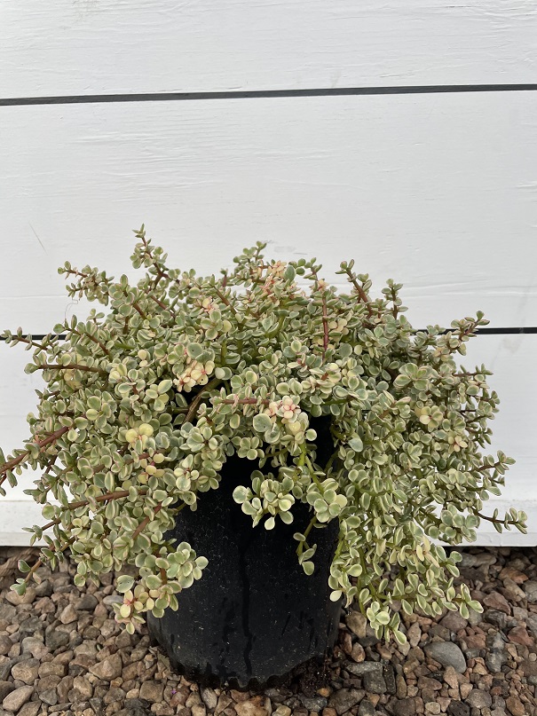 portulacaria-afra-variegata-elephant-food-elephant-plant-miniature-jade-plant-small-leaf-jade-spekboom-elephant-bush