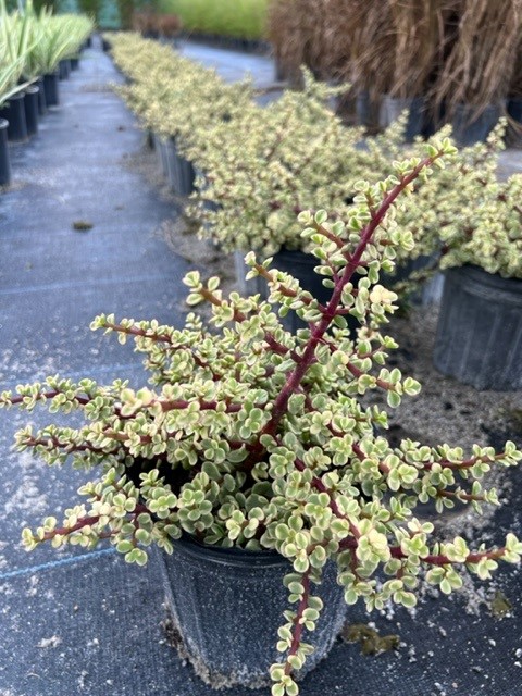 portulacaria-afra-variegata-elephant-food-elephant-plant-miniature-jade-plant-small-leaf-jade-spekboom-elephant-bush