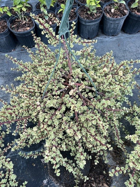 portulacaria-afra-variegata-elephant-food-elephant-plant-miniature-jade-plant-small-leaf-jade-spekboom-elephant-bush