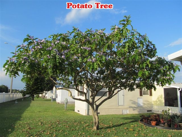 potato-tree