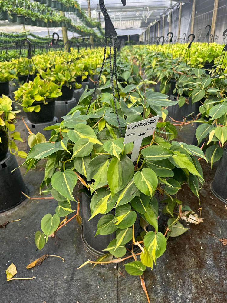 pothos-aurea