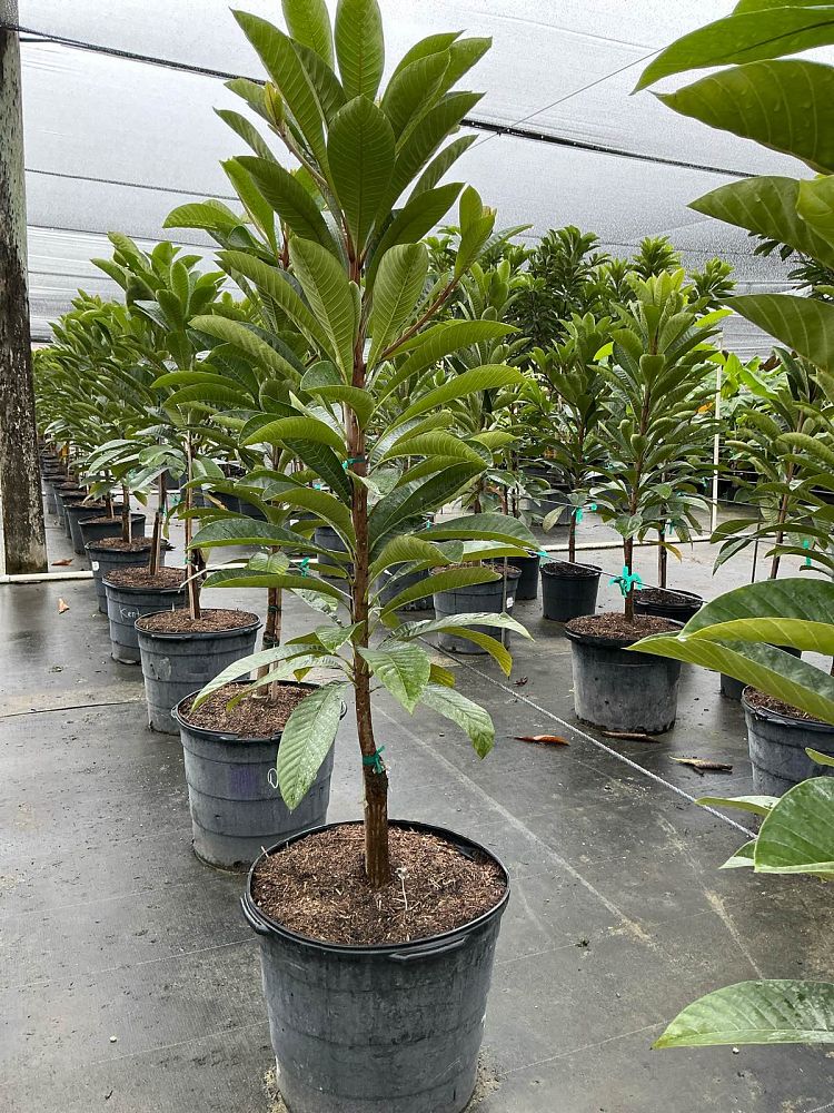 pouteria-sapota-key-west-mamey-sapote-mammee-sapote