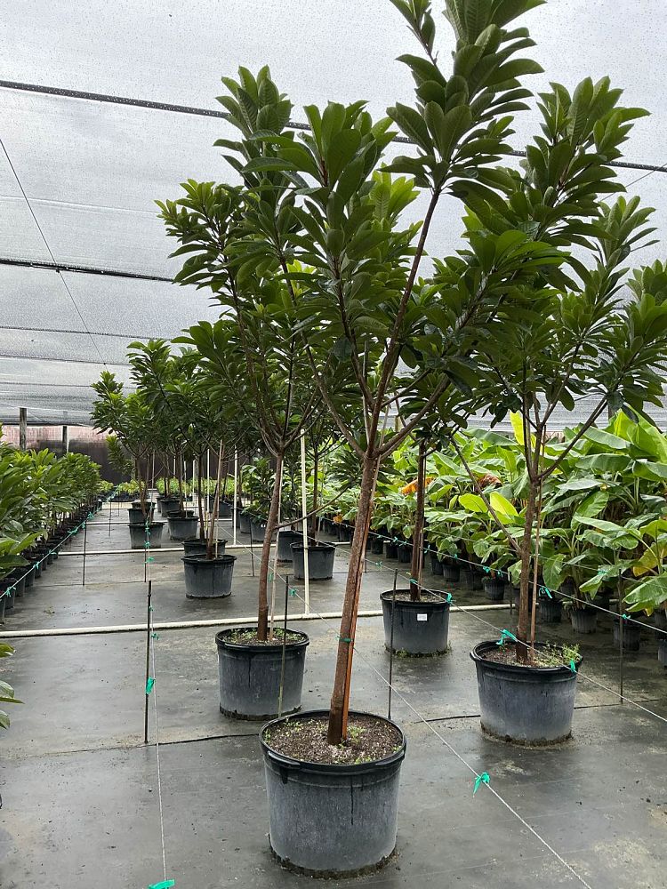 pouteria-sapota-key-west-mamey-sapote-mammee-sapote