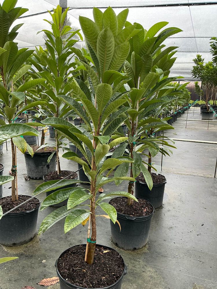 pouteria-sapota-key-west-mamey-sapote-mammee-sapote