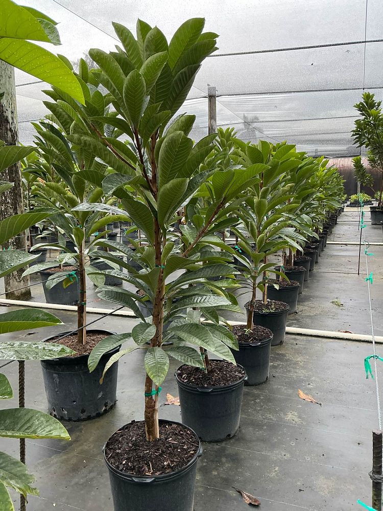 pouteria-sapota-key-west-mamey-sapote-mammee-sapote