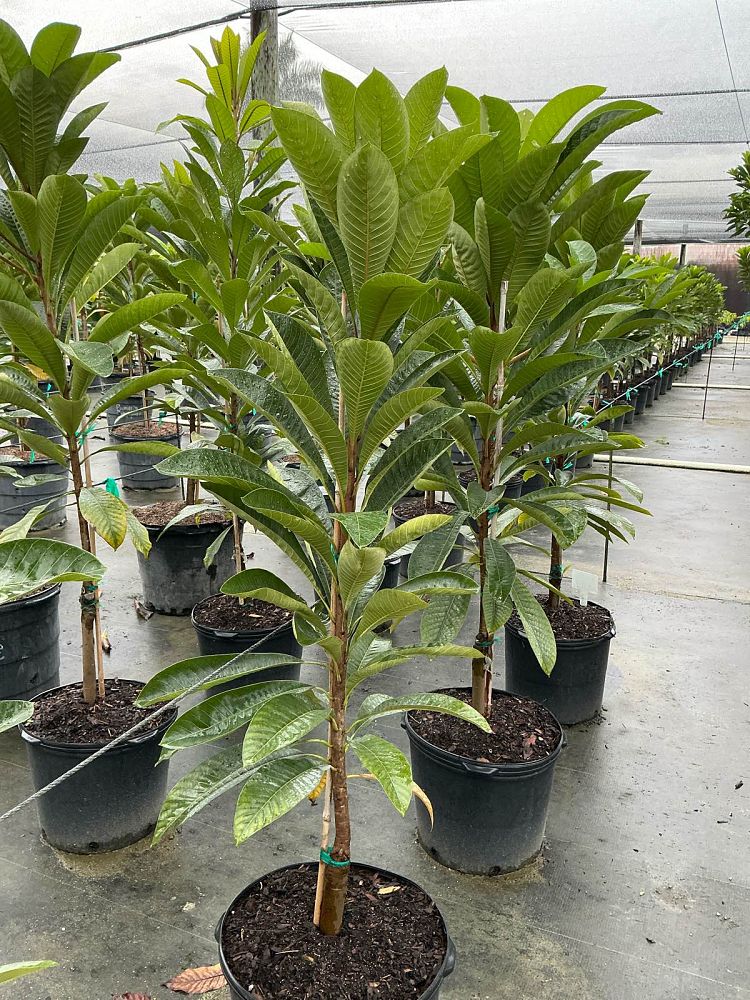 pouteria-sapota-key-west-mamey-sapote-mammee-sapote