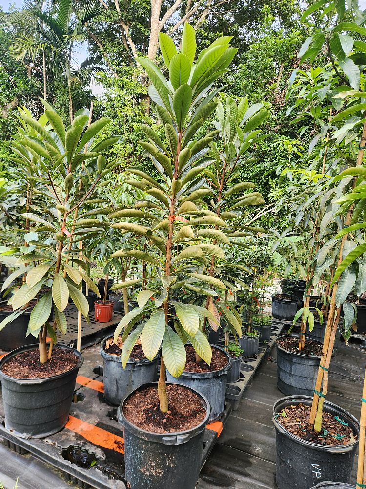 pouteria-sapota-key-west-mamey-sapote-mammee-sapote