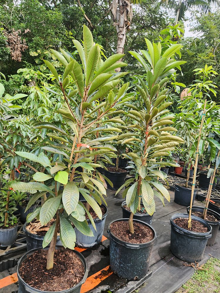 pouteria-sapota-key-west-mamey-sapote-mammee-sapote