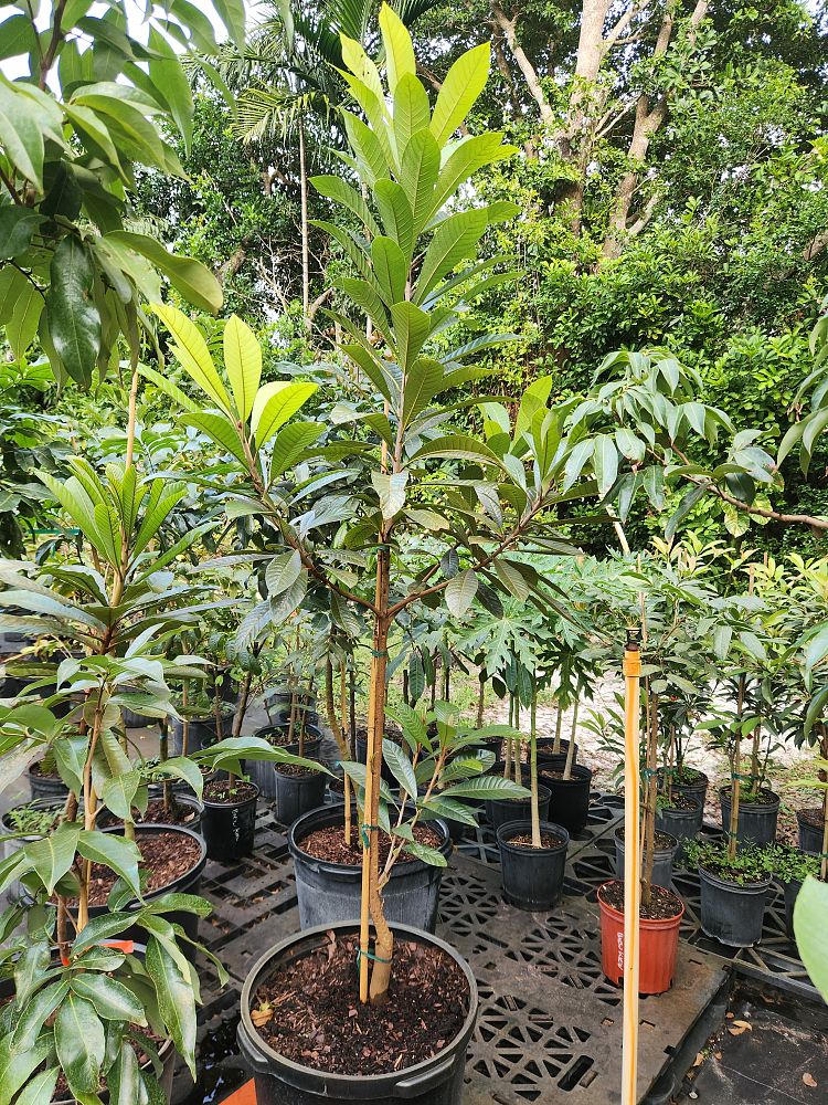 pouteria-sapota-magania-mamey-sapote-mammee-sapote