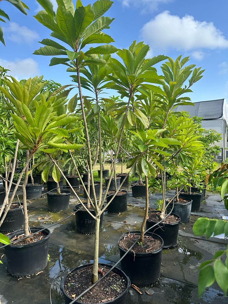 pouteria-sapota-mamey-sapote-mammee-sapote
