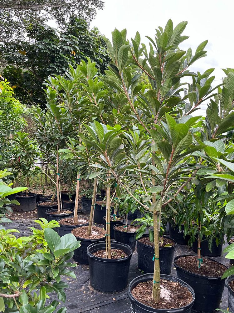 pouteria-sapota-pantin-mamey-sapote-mammee-sapote