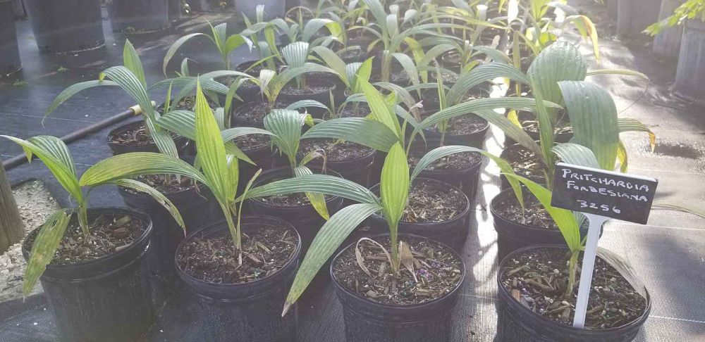 pritchardia-forbesiana