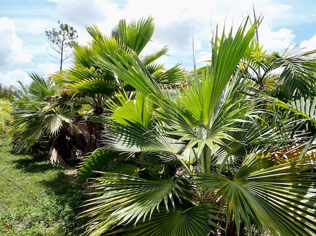 pritchardia-hillebrandii