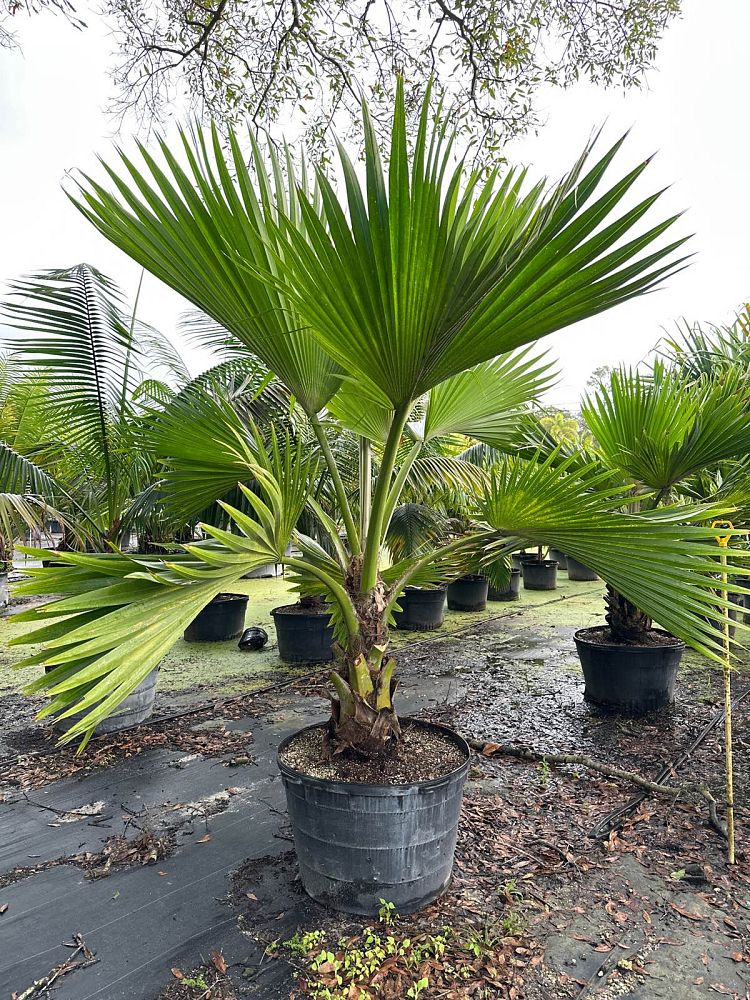pritchardia-hillebrandii