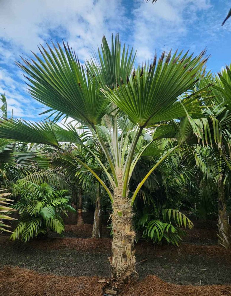 pritchardia-hillebrandii