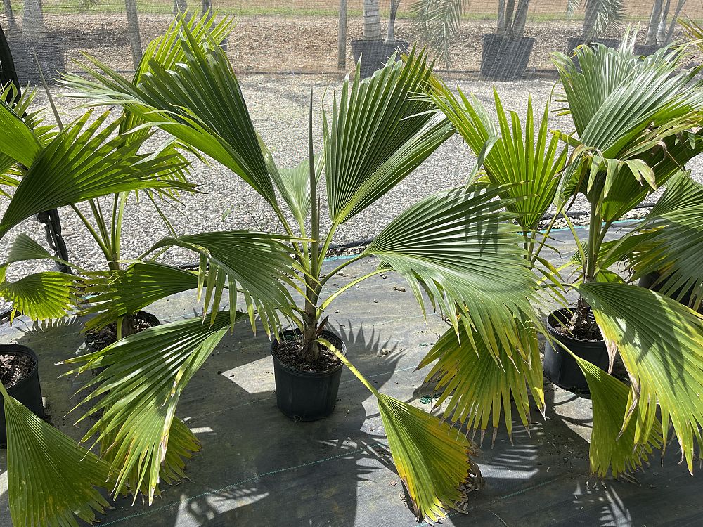 pritchardia-mitiaroana-mitiaro-palm