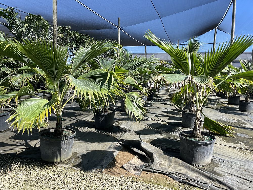 pritchardia-mitiaroana-mitiaro-palm