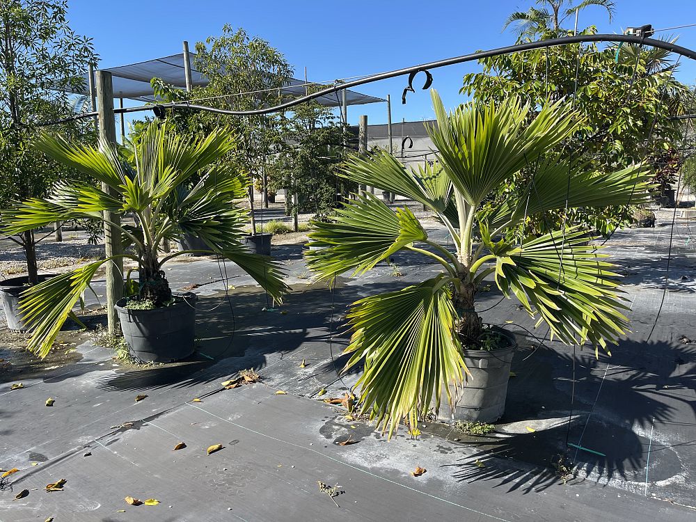 pritchardia-mitiaroana-mitiaro-palm