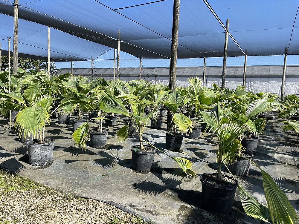 pritchardia-mitiaroana-mitiaro-palm