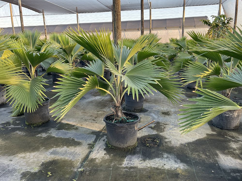 pritchardia-mitiaroana-mitiaro-palm