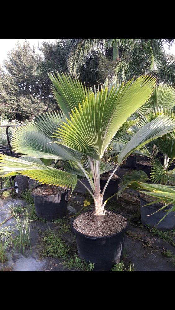 pritchardia-pacifica-fiji-fan-palm