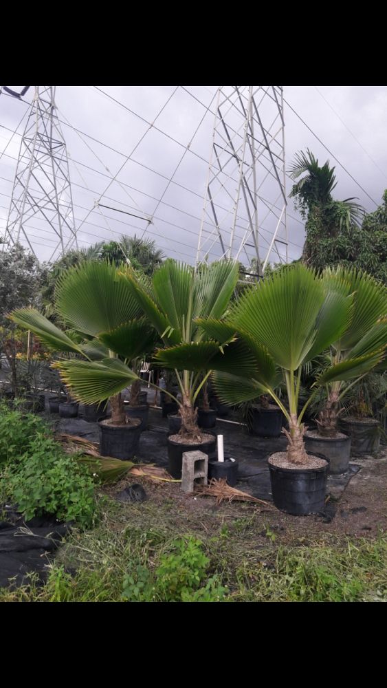 pritchardia-pacifica-fiji-fan-palm