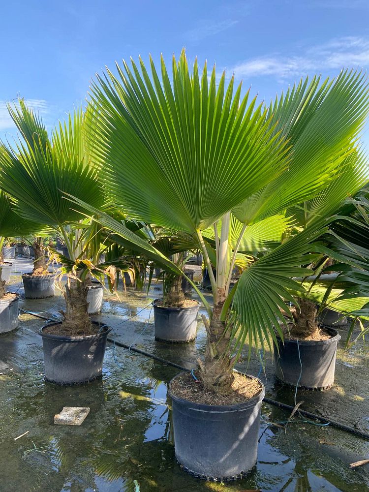 pritchardia-pacifica-fiji-fan-palm